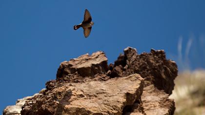 Eurasian Crag Martin