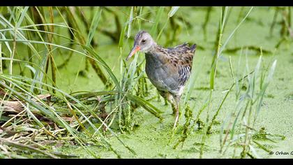 Water Rail