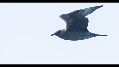 Pomarine Jaeger
