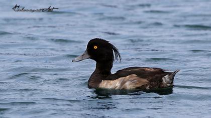 Tufted Duck