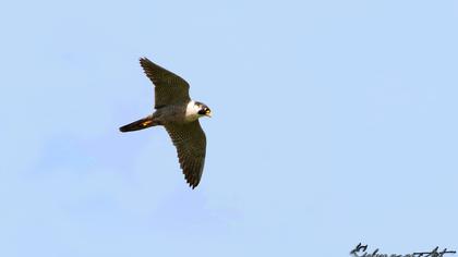 Peregrine Falcon