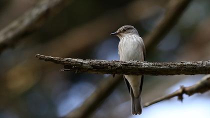 Spotted Flycatcher