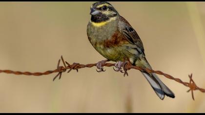 Cirl Bunting