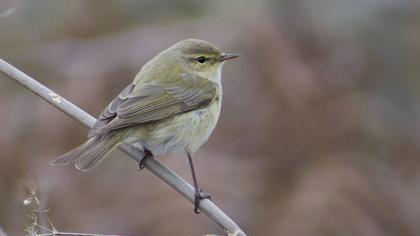 Common Chiffchaff
