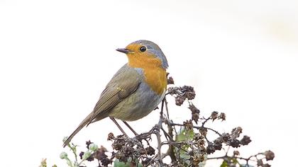 European Robin