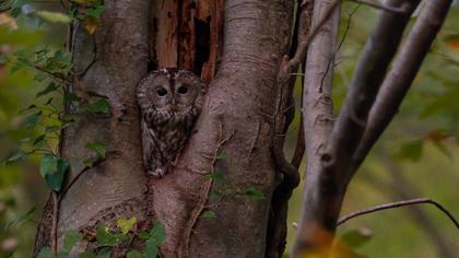 Tawny Owl