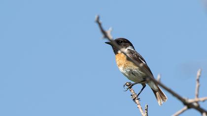 European Stonechat