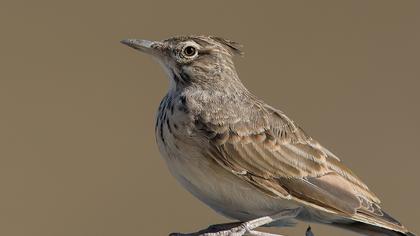 Crested Lark