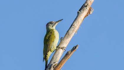 European Green Woodpecker