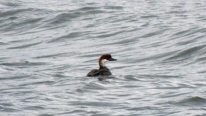 Smew