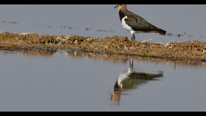 Northern Lapwing
