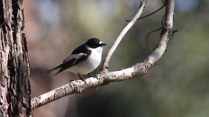 Semicollared Flycatcher