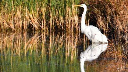 Great Egret