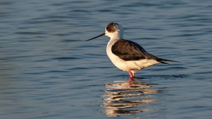 Black-winged Stilt