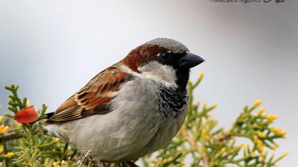House Sparrow
