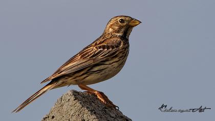 Corn Bunting
