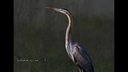 Purple Heron