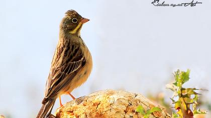 Ortolan Bunting