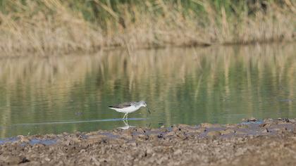 Common Greenshank