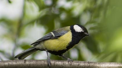 Great Tit