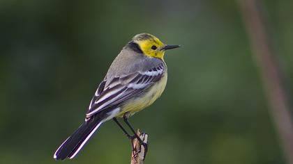 Citrine Wagtail
