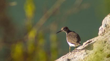 Common Sandpiper