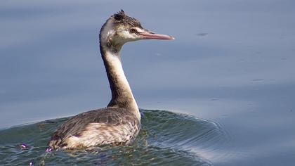 Great Crested Grebe