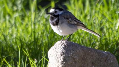 White Wagtail