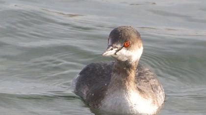 Black-necked Grebe