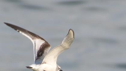 Little Gull
