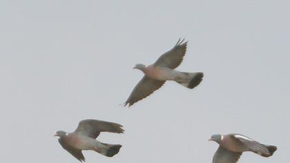 Common Wood Pigeon