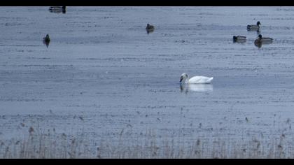 Tundra Swan