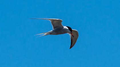 Whiskered Tern