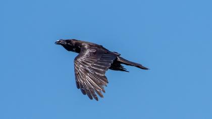 Northern Raven