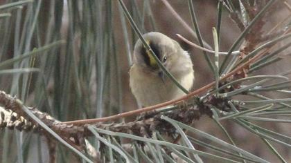 Goldcrest