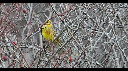 Yellowhammer