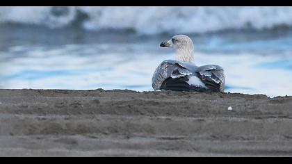 European Herring Gull