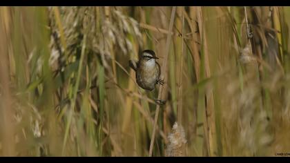 Moustached Warbler