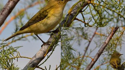 Common Chiffchaff