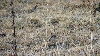 Twite
