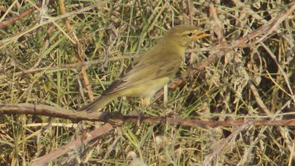 Willow Warbler