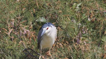 Black-crowned Night Heron