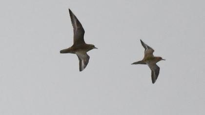 Pacific Golden Plover