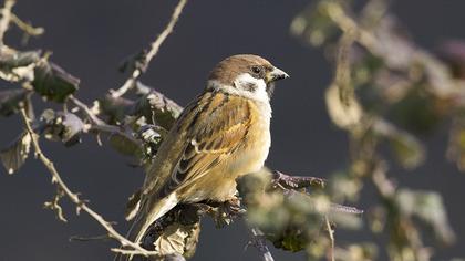 Eurasian Tree Sparrow