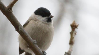 Marsh Tit