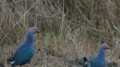 Purple Swamphen