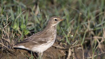 Water Pipit