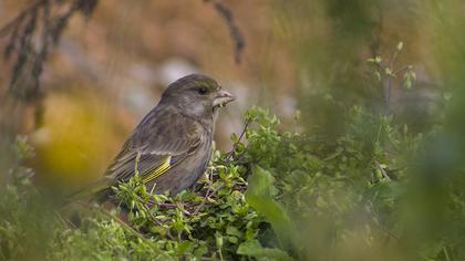 European Greenfinch