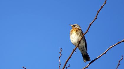 Fieldfare