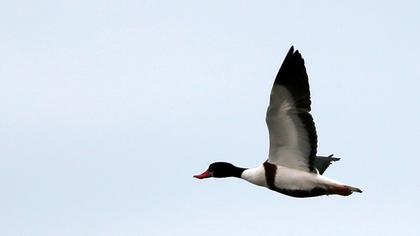 Common Shelduck